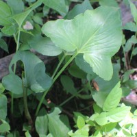 Typhonium roxburghii Schott